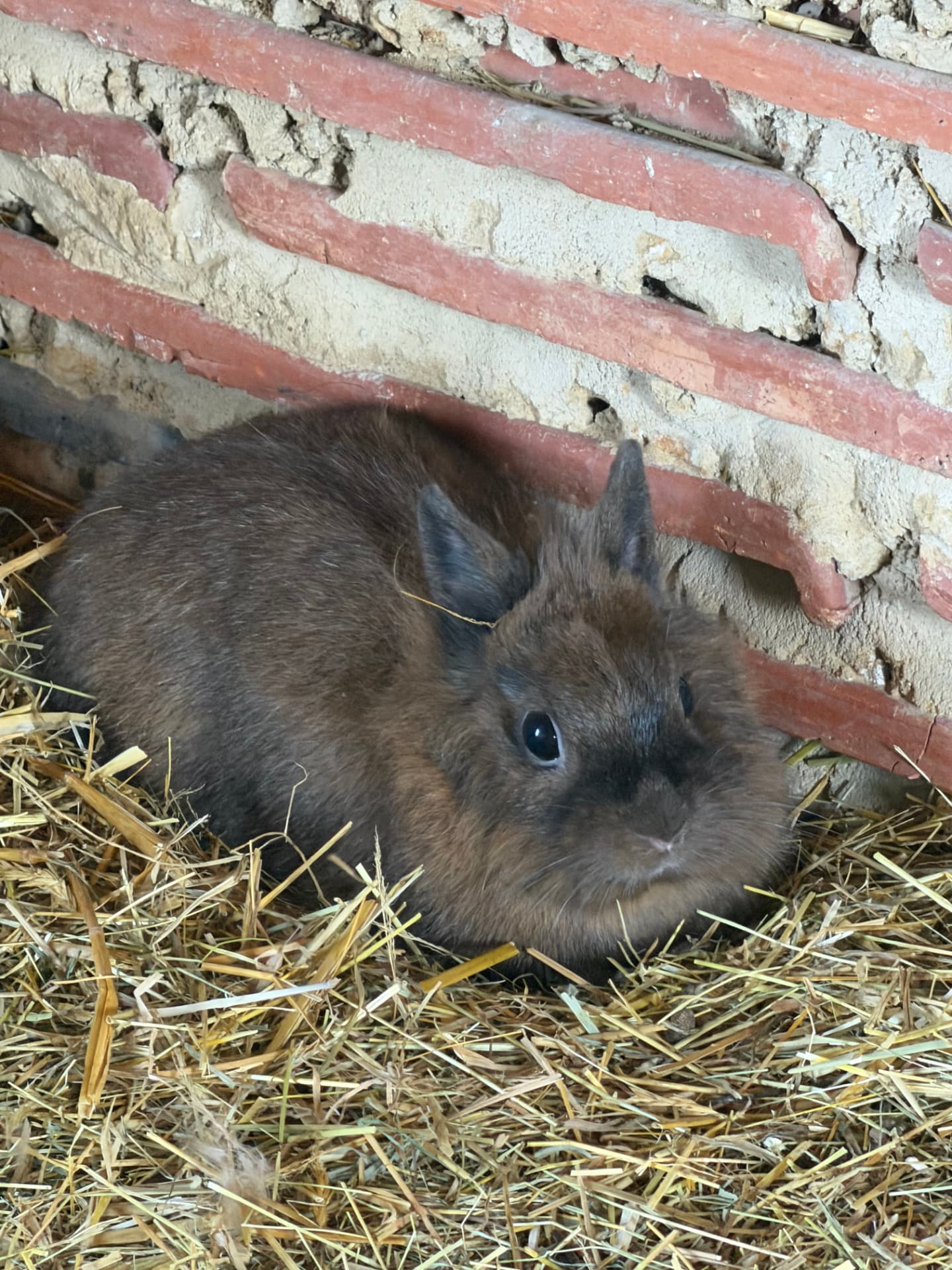 Portrait d'une jeune lapine toy brune installée dans la paille