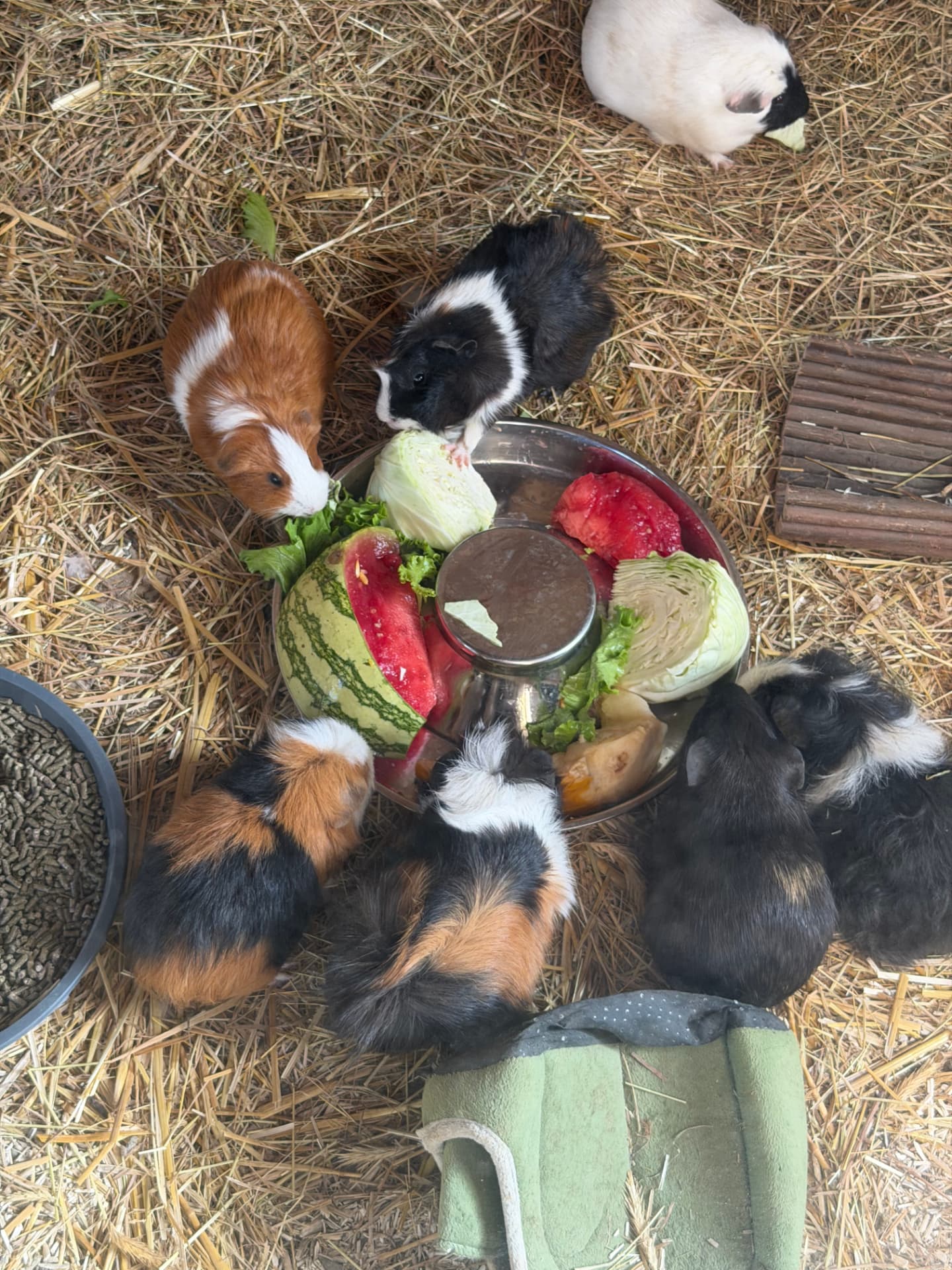 Les animaux de Pattes & Plumes profitent de leur repas frais du matin — photo 2
