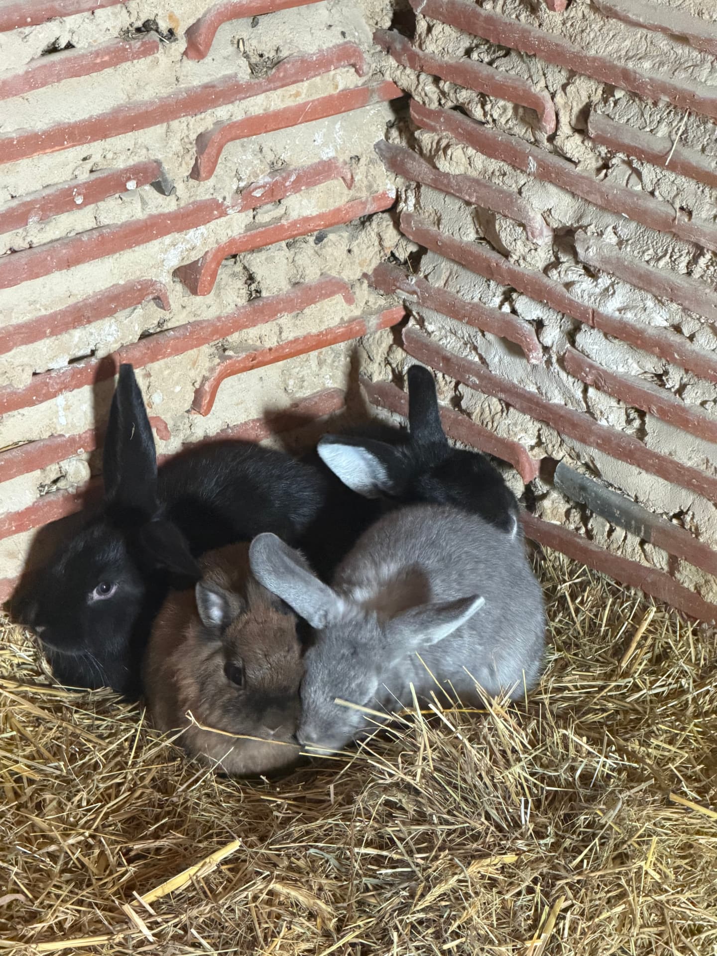 Les demoiselles lapines toy réunies dans la paille à la ferme Pattes & Plumes