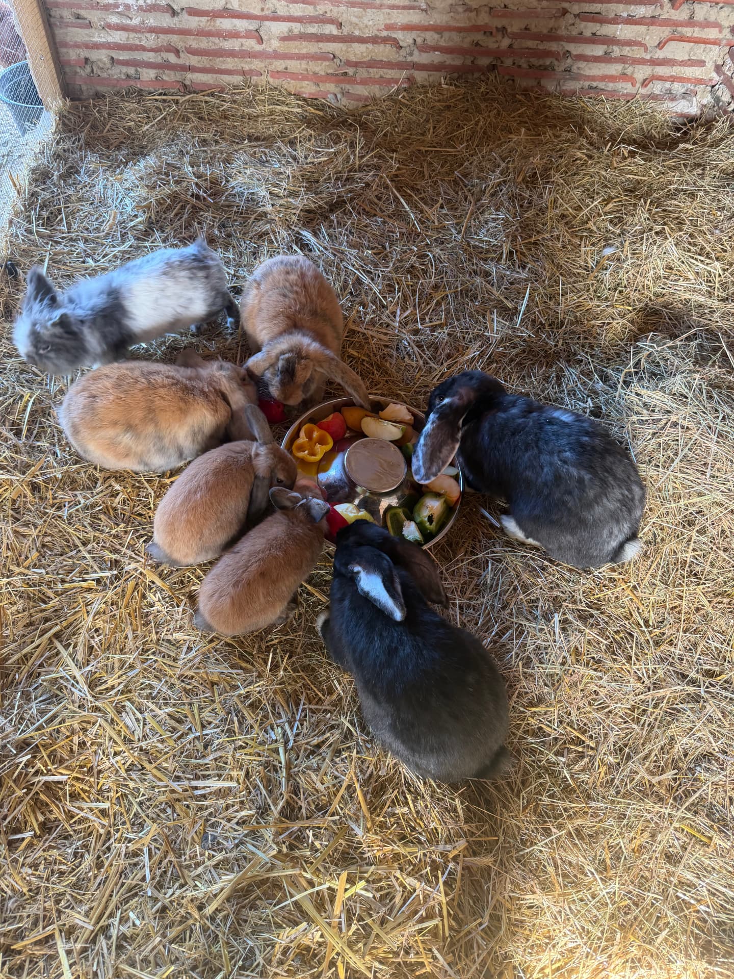 Les animaux de Pattes & Plumes profitent de leur repas frais du matin — photo 3