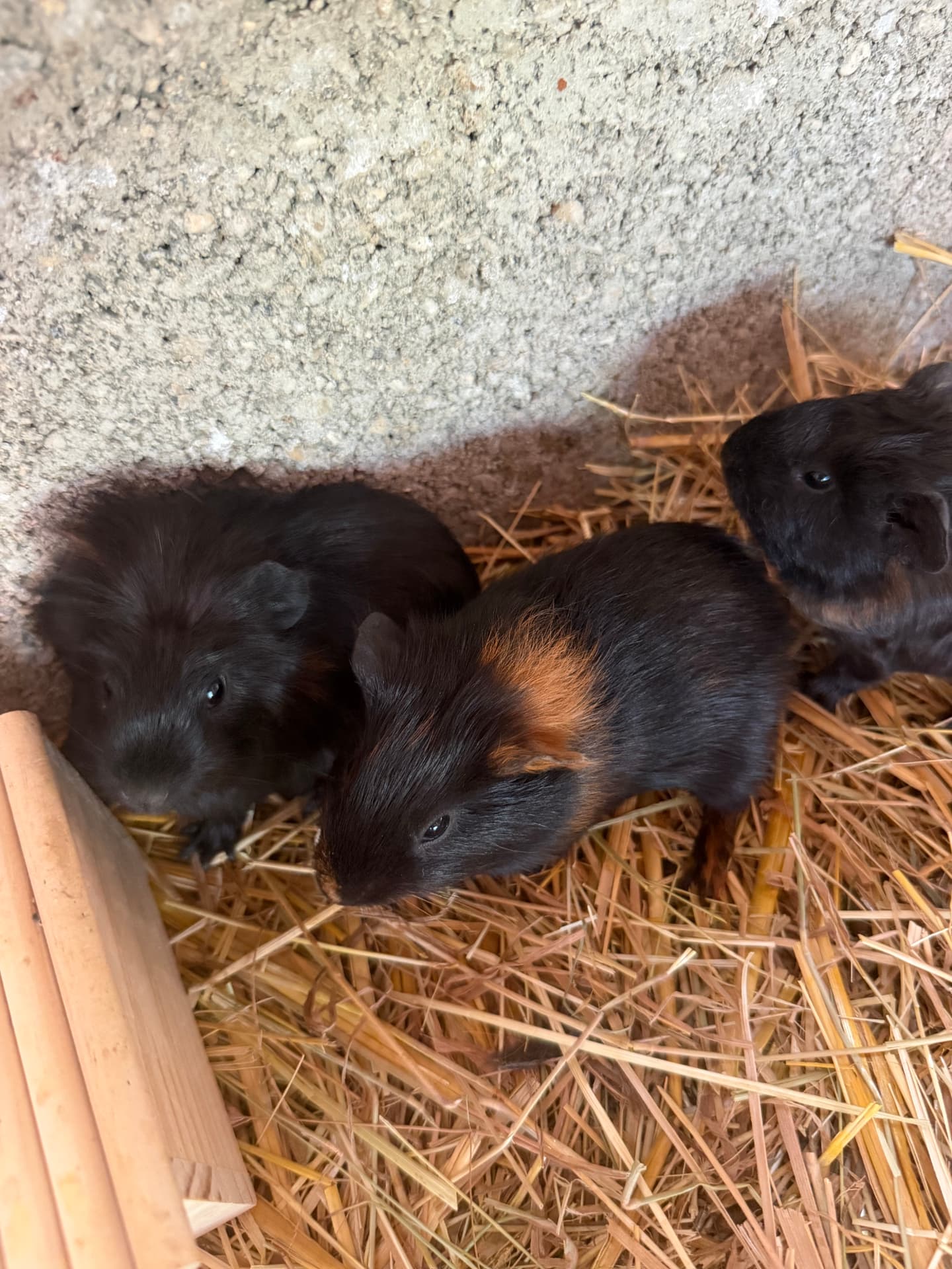 Trois jeunes cochons d'Inde noirs et roux blottis dans la paille