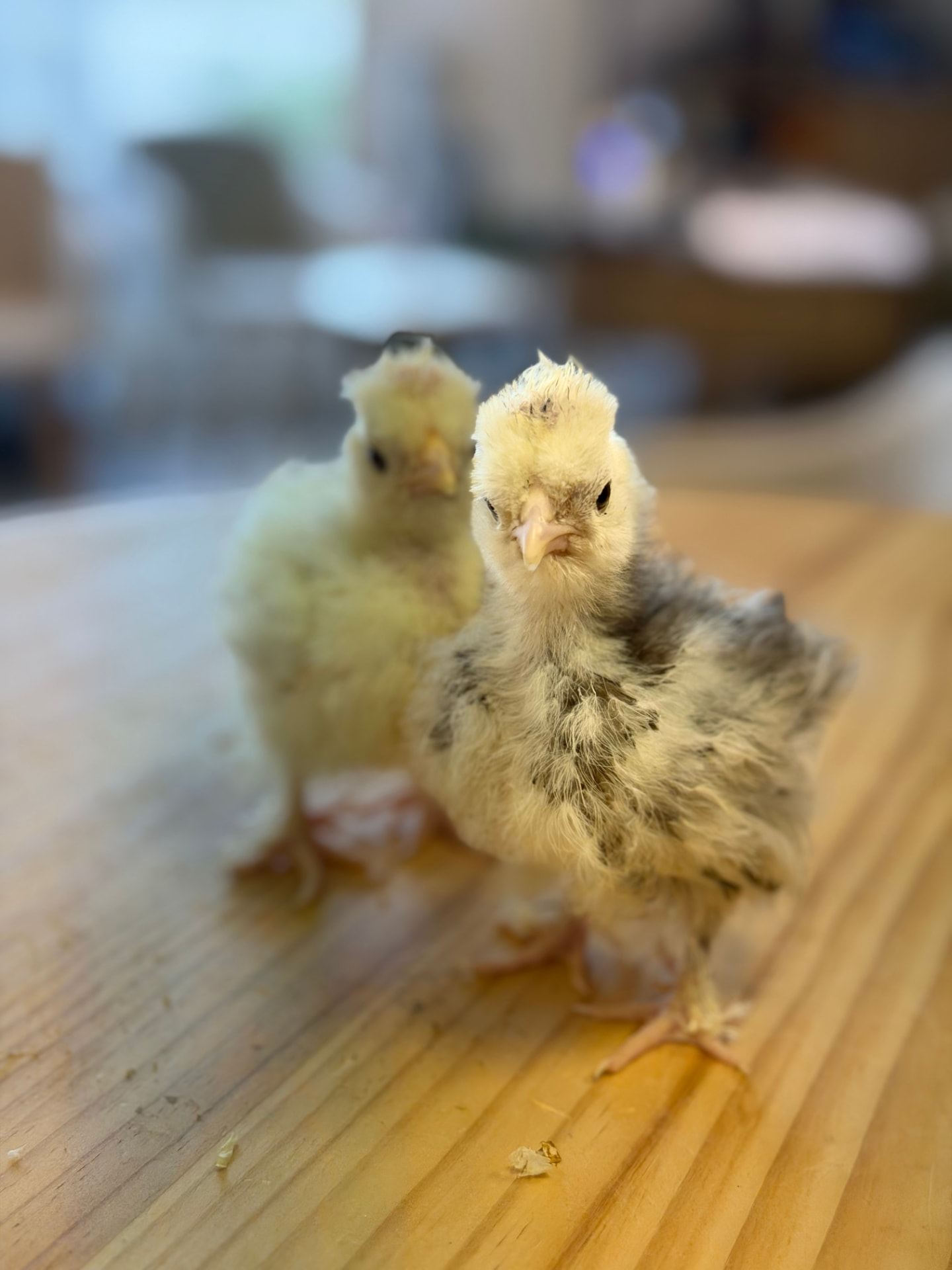 Deux poussins de la ferme Pattes & Plumes côte à côte