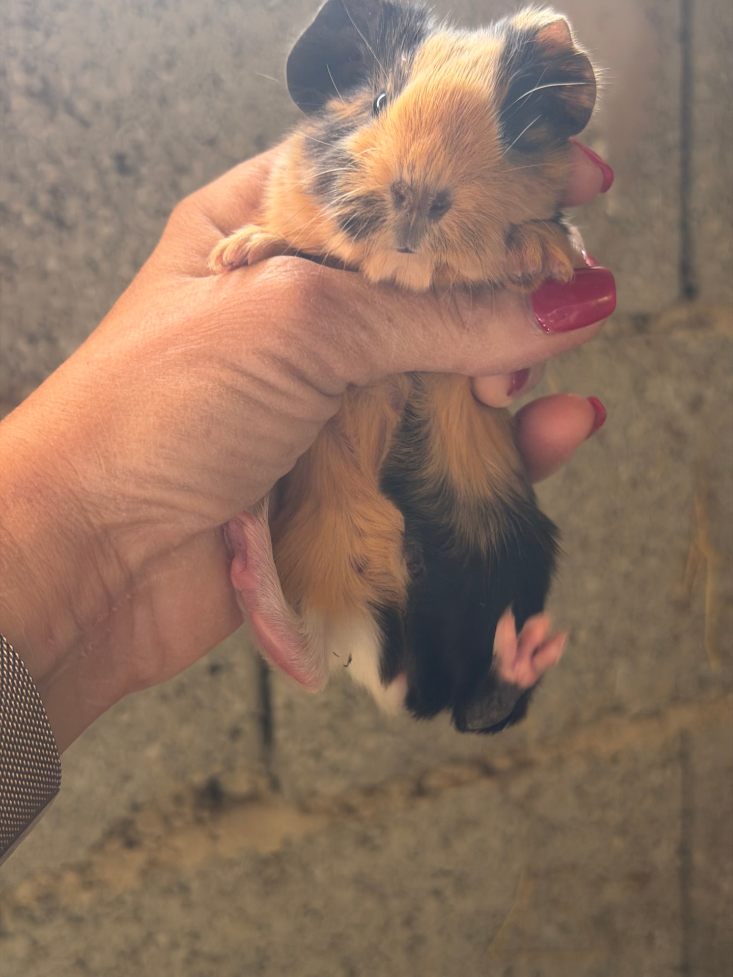 Bébé cochon d'Inde roux et noir tenu délicatement dans les mains