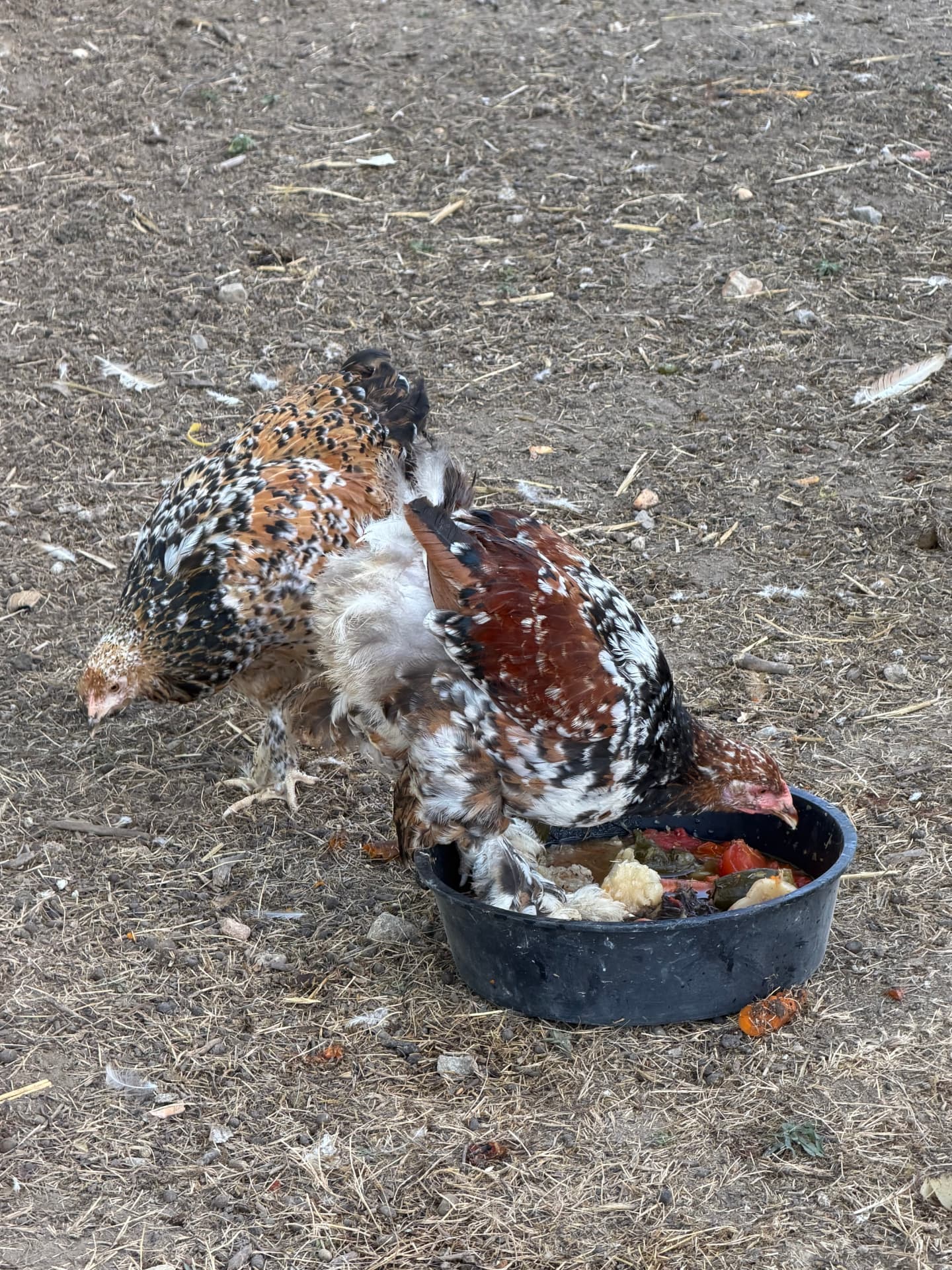 Les animaux de Pattes & Plumes profitent de leur repas frais du matin — photo 4