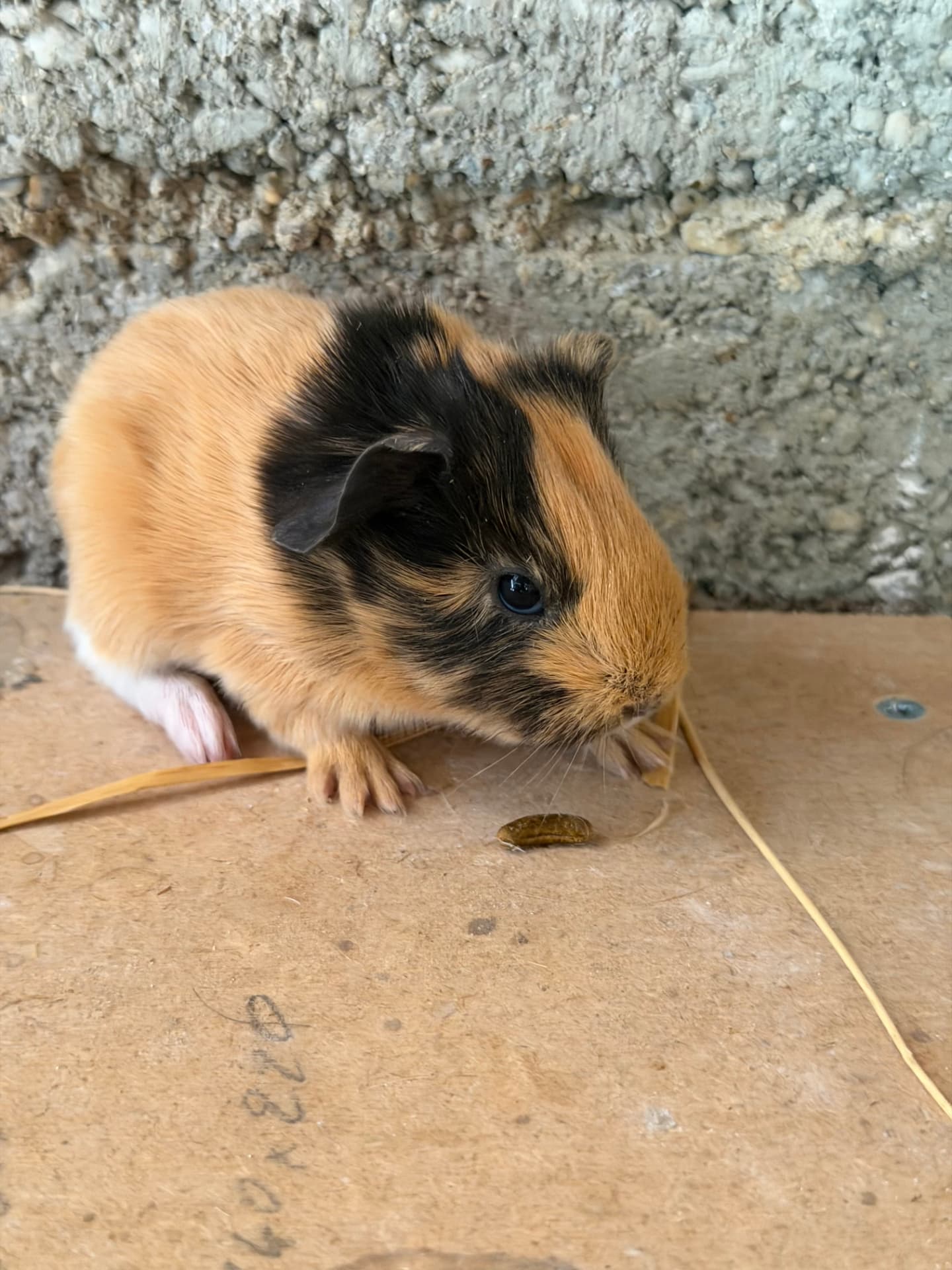 Petit cochon d'Inde roux et noir posé sur une table en bois à la ferme