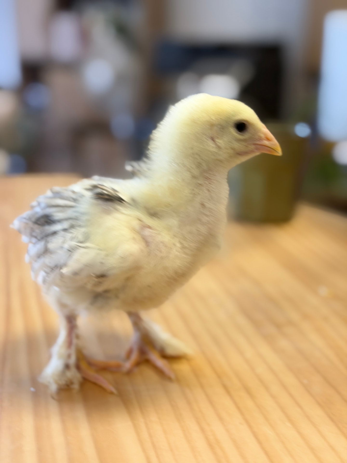 Jeune poussin jaune de la ferme Pattes & Plumes
