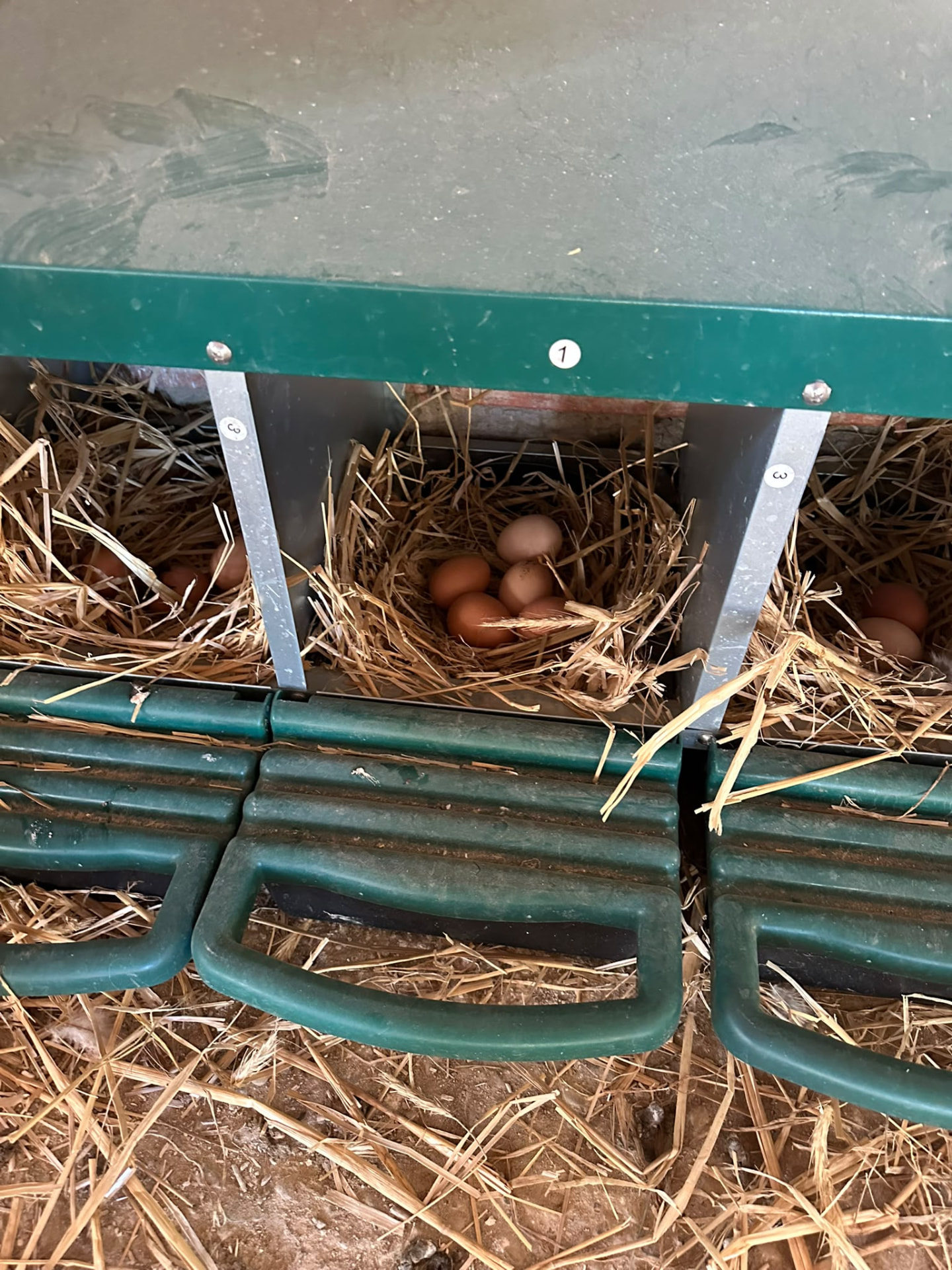 Pondoirs paillés de la ferme avec les œufs de la journée