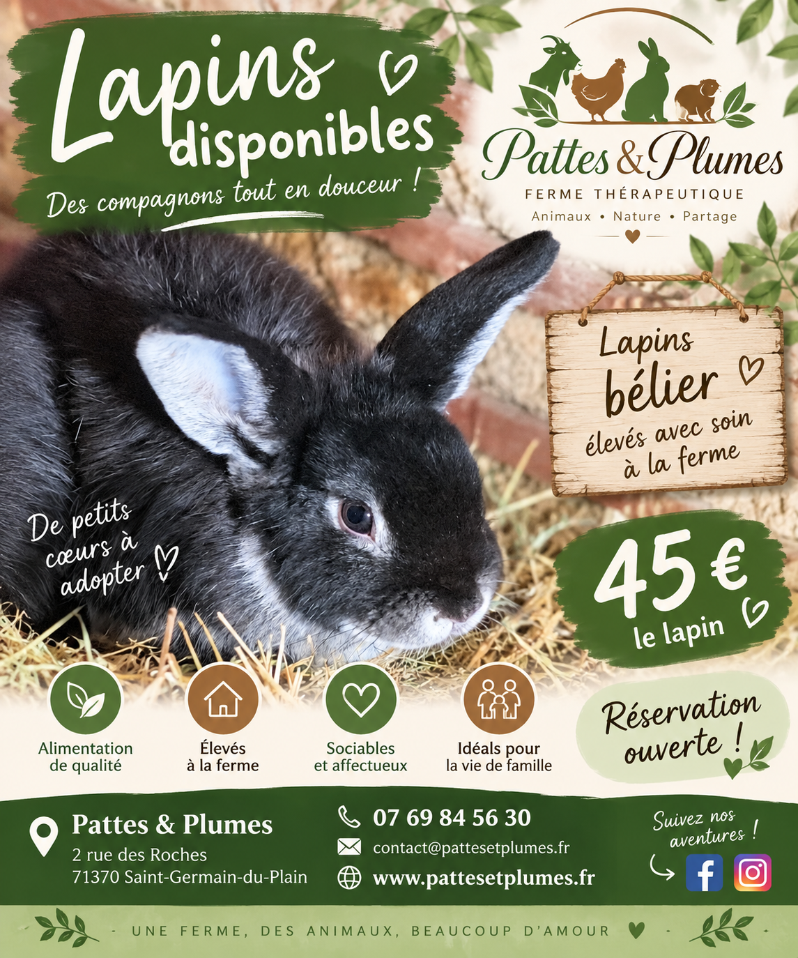 Lapins béliers disponibles