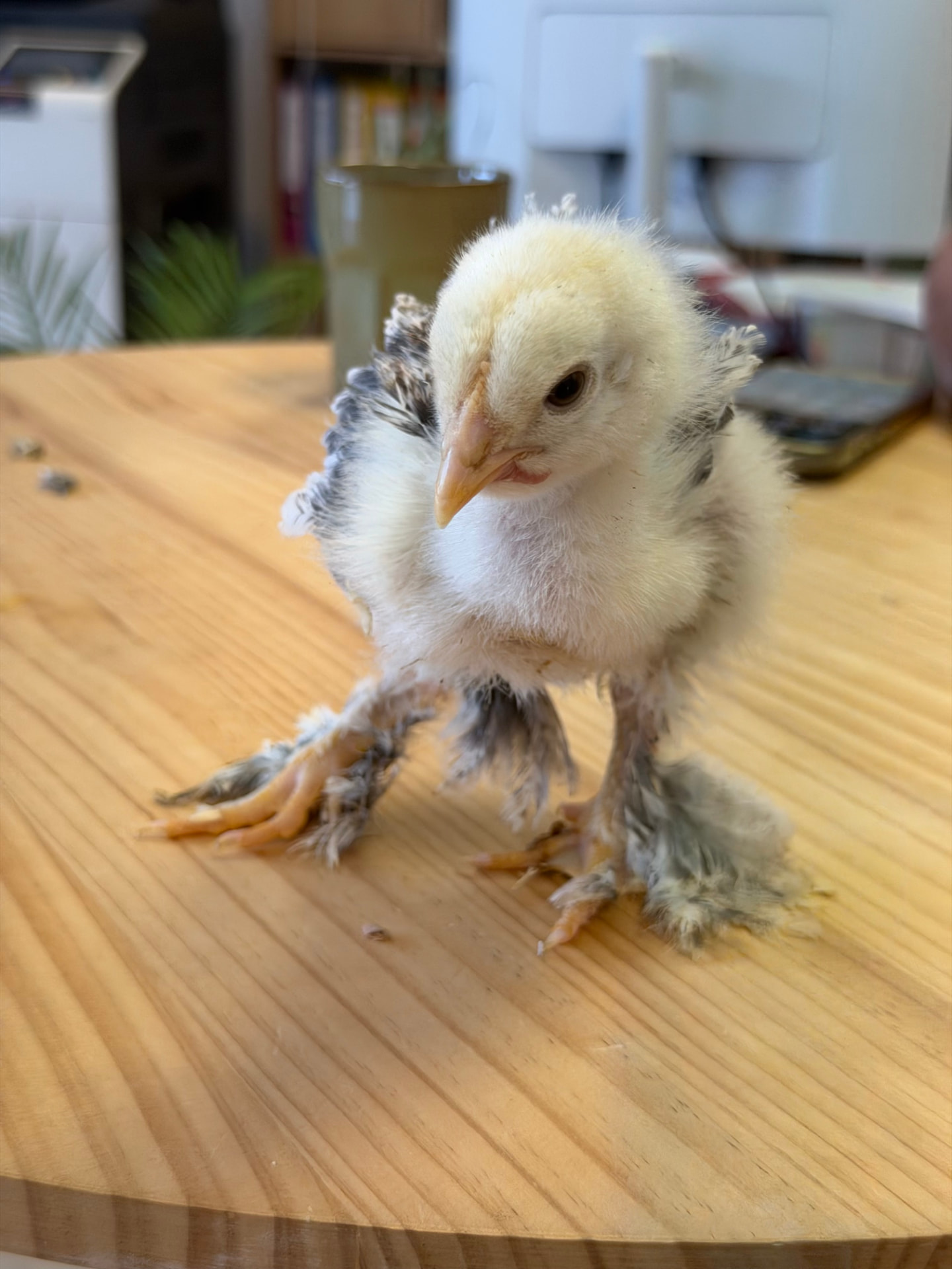 Petit poussin clair aux ailes grises et aux pattes très emplumées