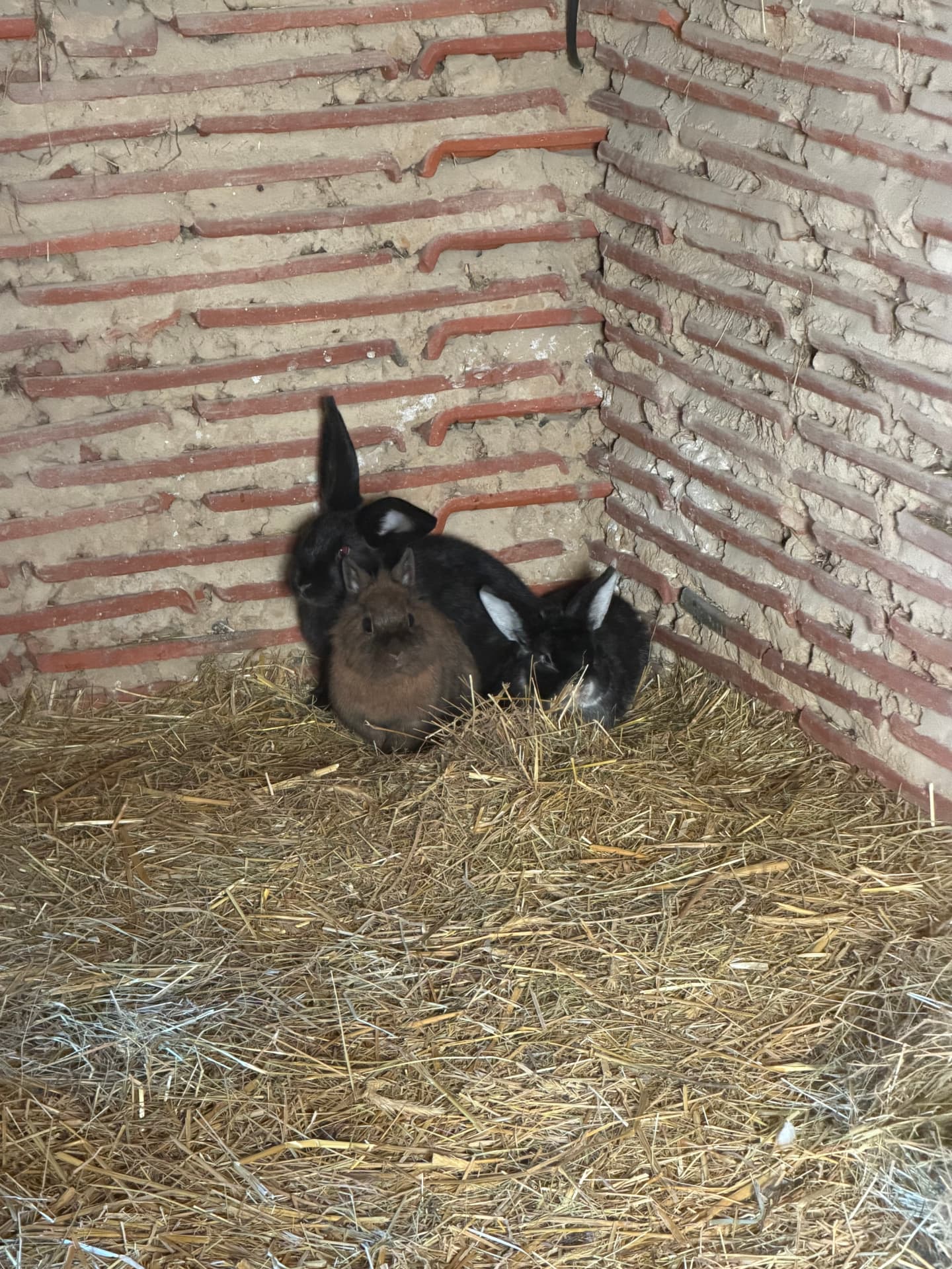 Trois lapines toy blotties ensemble dans leur abri paillé