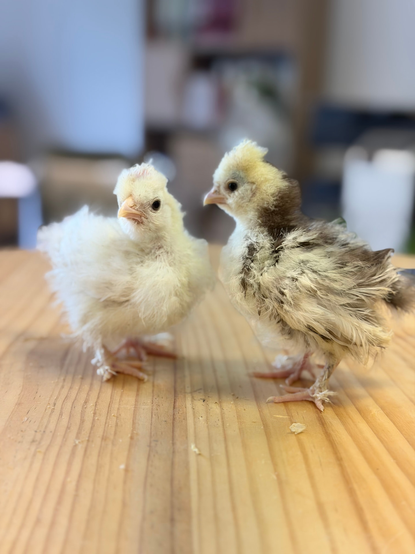 Deux poussins nouveau-nés, l’un blanc et l’autre gris moucheté, à la ferme Pattes & Plumes