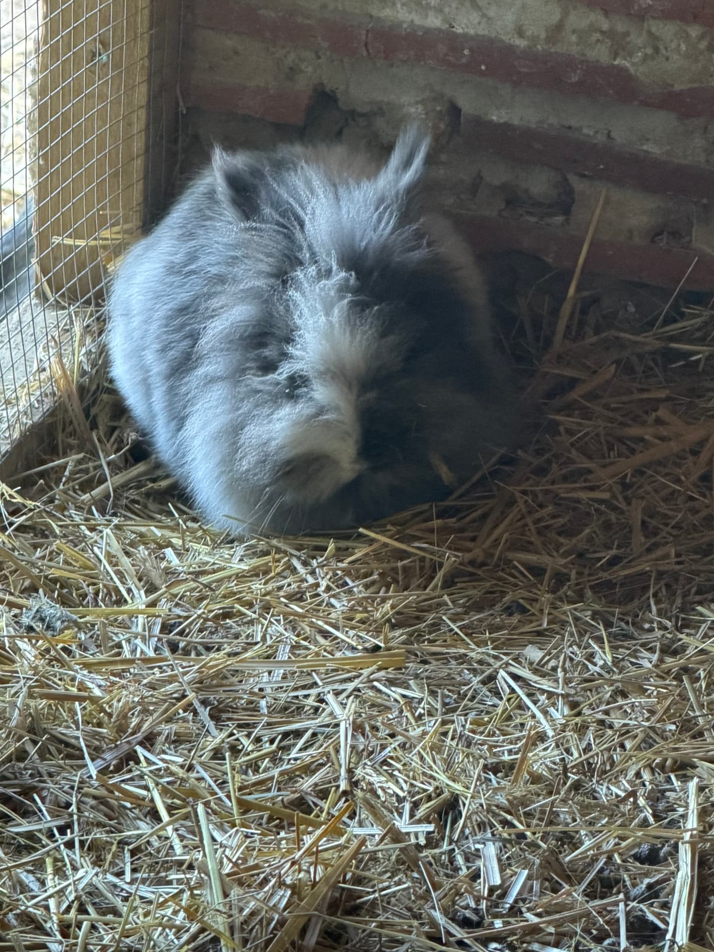 Lapine toy angora grise au doux pelage dans la paille