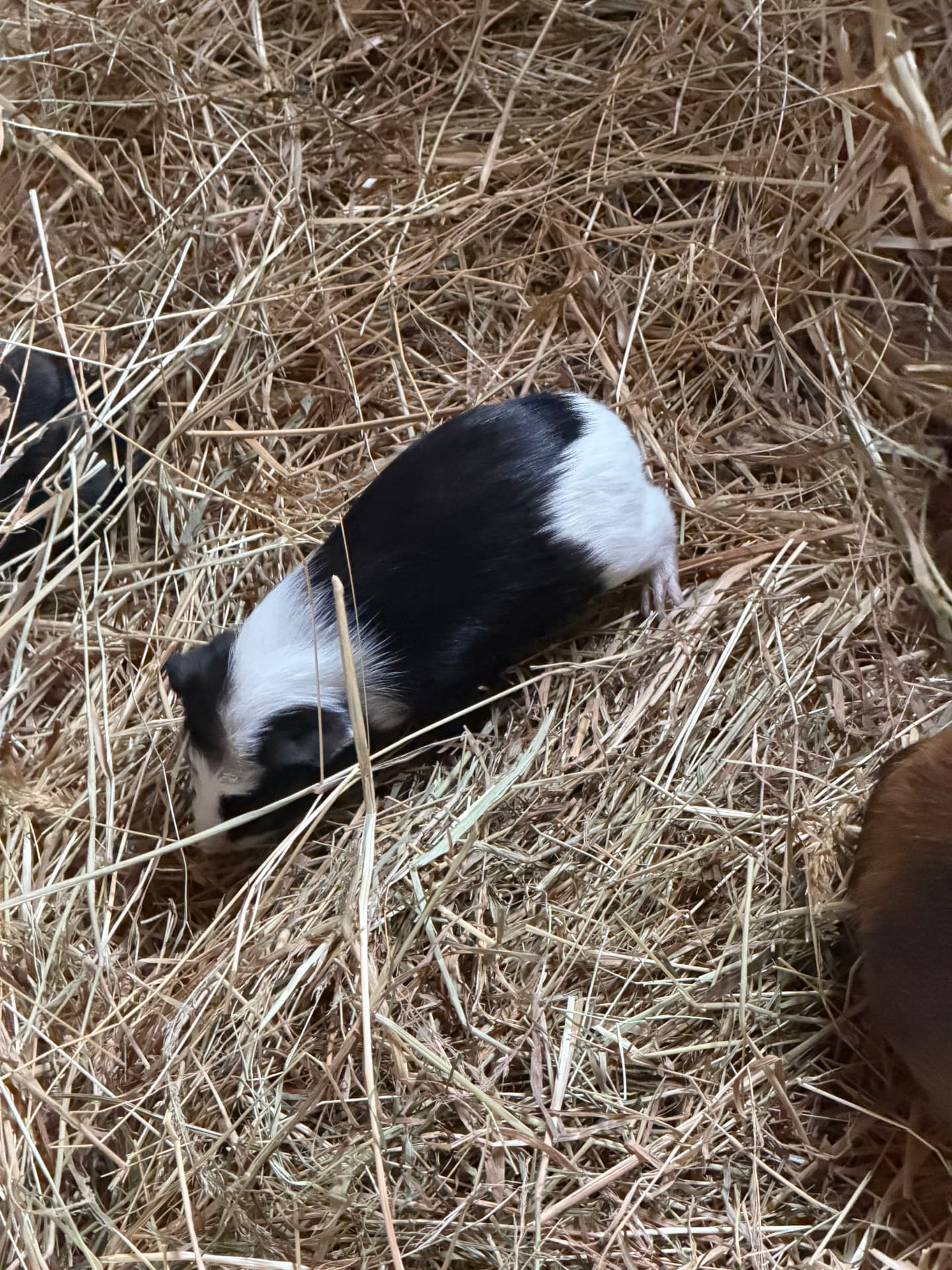 Jeune cochon d'Inde noir et blanc allongé dans la paille