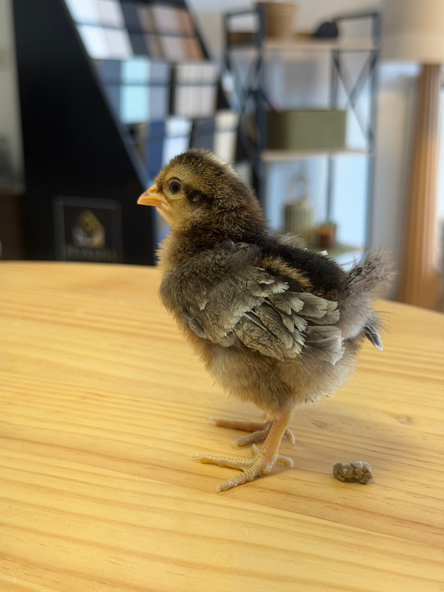 Poussin doré et gris déjà bien emplumé