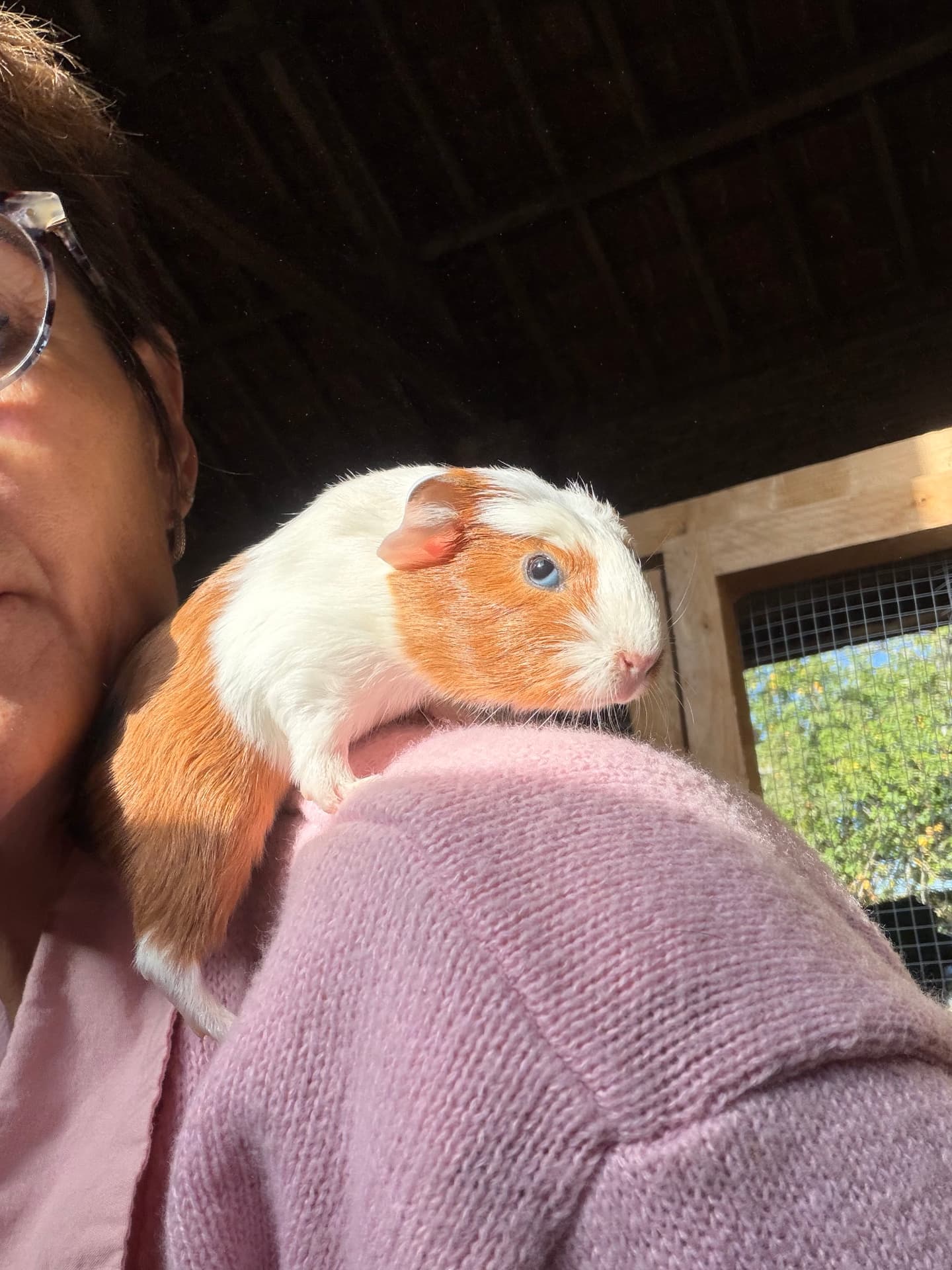 Jeune cochon d'Inde blanc et roux blotti contre l'épaule, au soleil