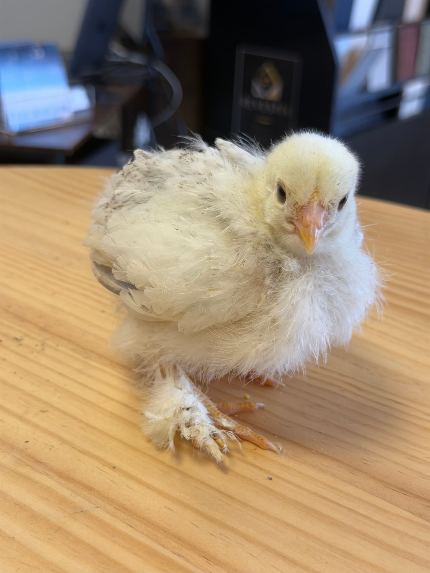 Poussin blanc aux pattes emplumées de la ferme Pattes & Plumes