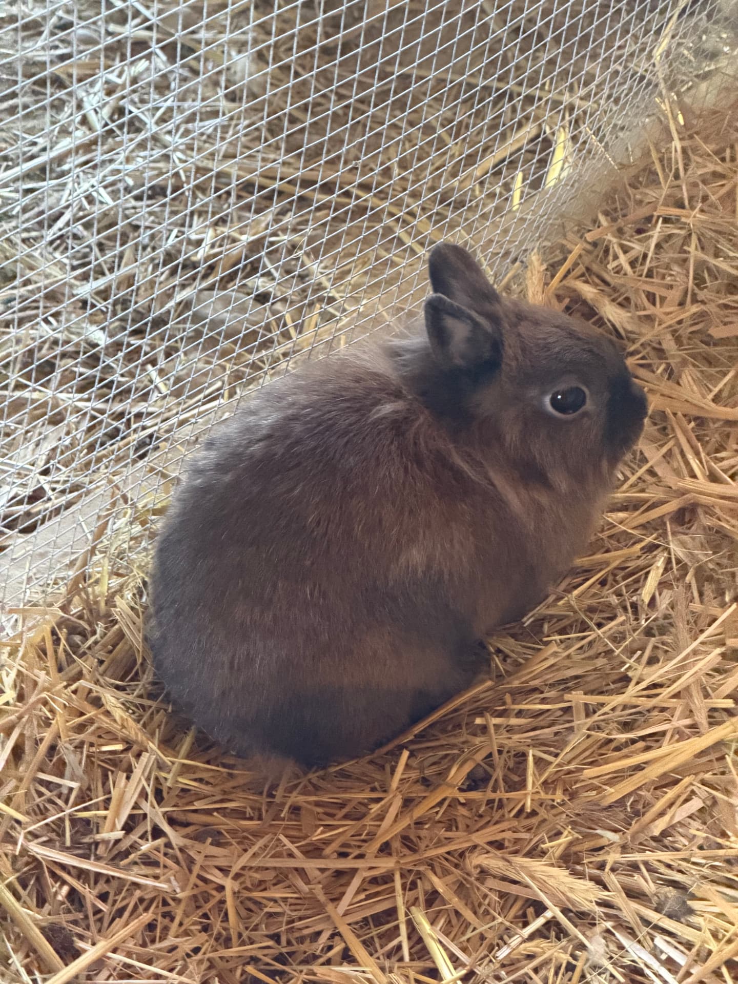 Jeune lapine toy brune dans son espace paillé