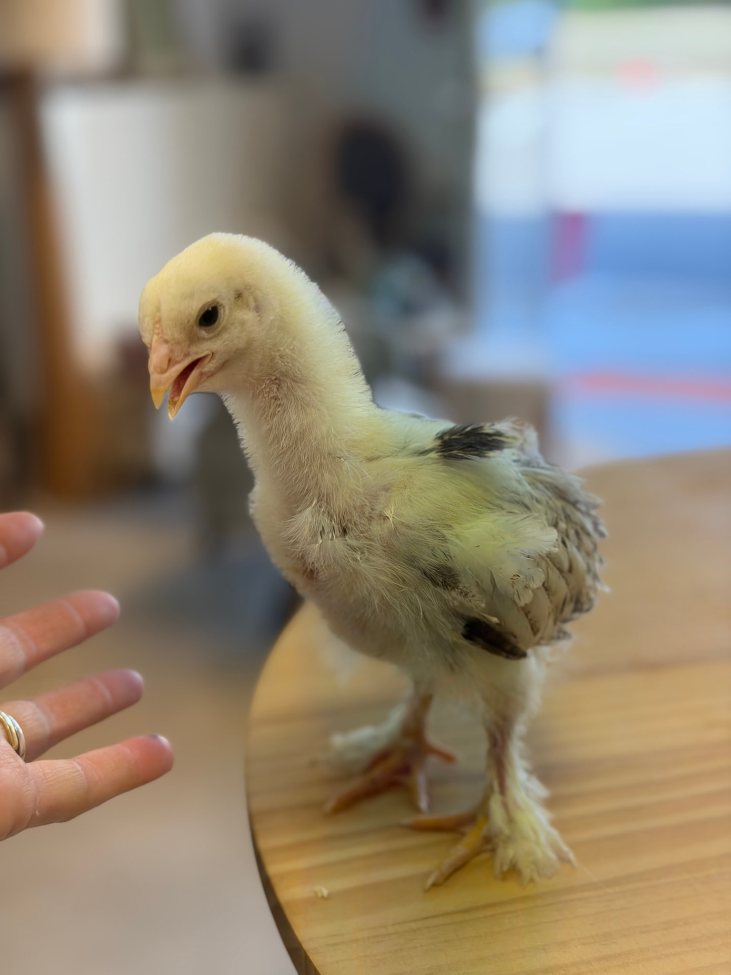 Jeune poussin jaune aux premières plumes grises et aux pattes emplumées
