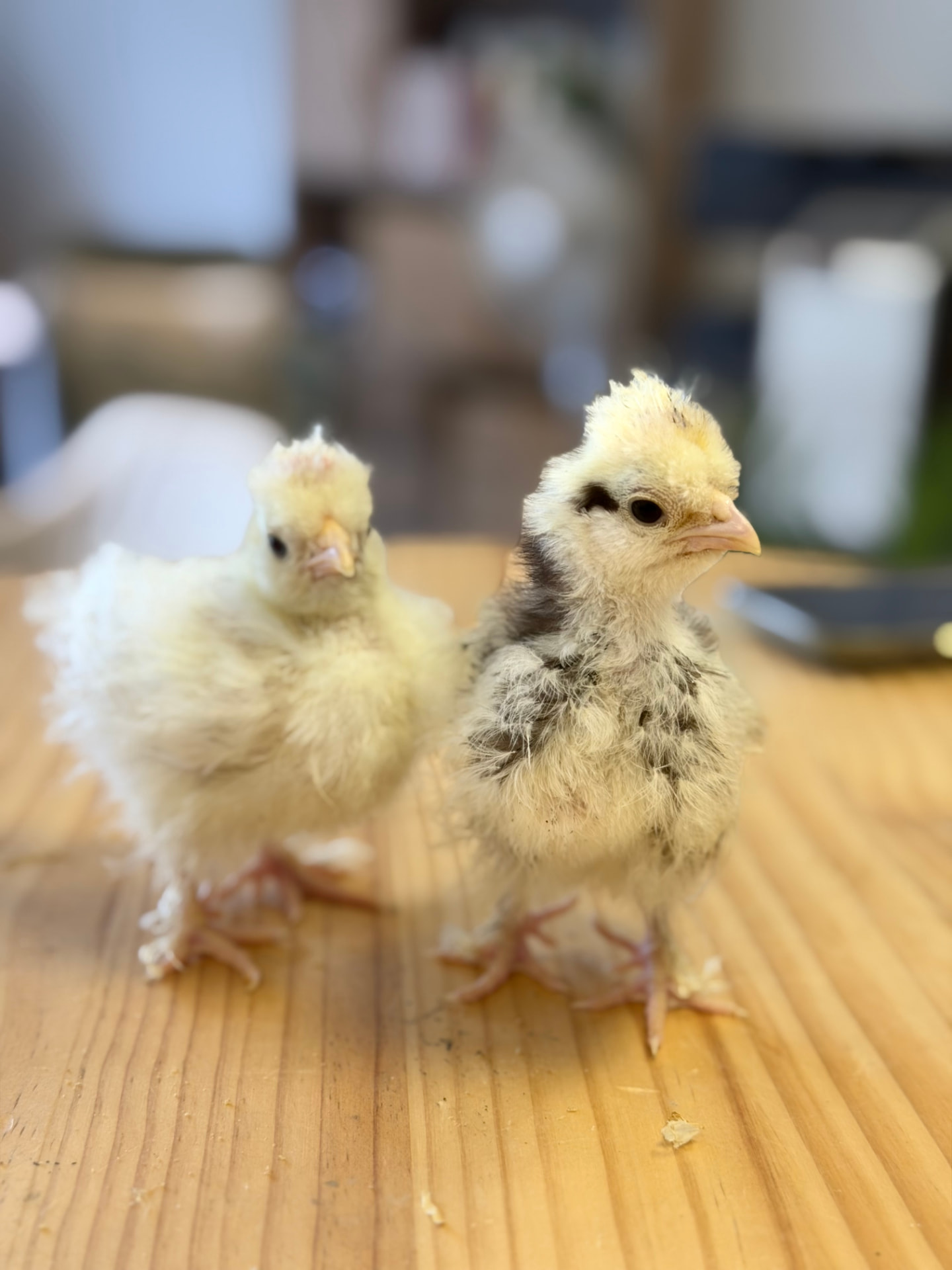 Deux jeunes poussins, l'un jaune et l'autre moucheté de gris