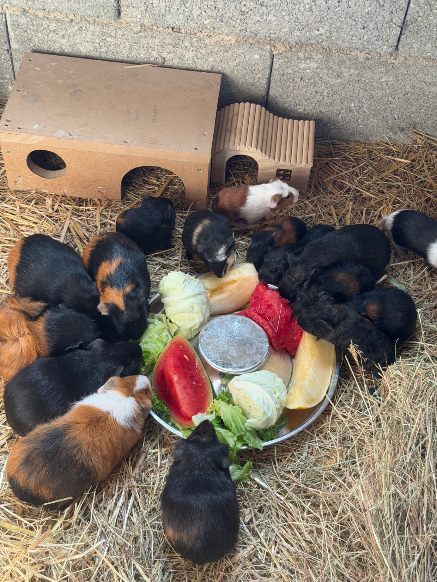 Le repas frais du matin à la ferme