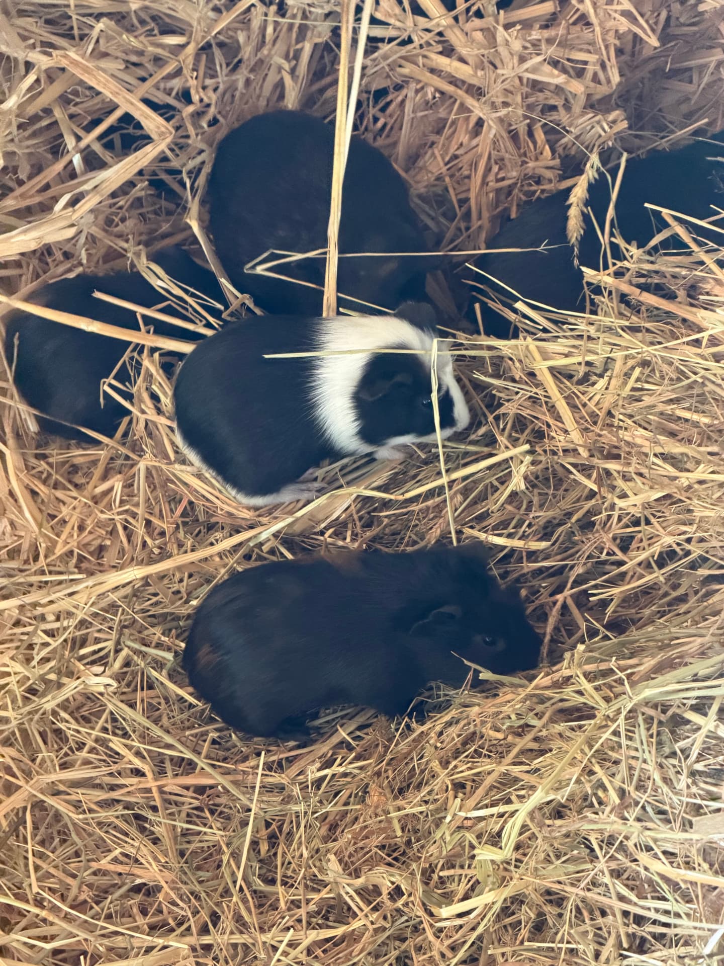 Cochons d'Inde noirs et noir et blanc réunis dans la paille de la ferme