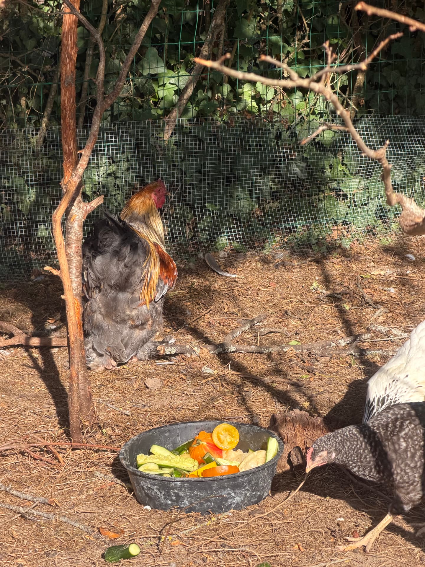Les animaux de Pattes & Plumes profitent de leur repas frais du matin — photo 5