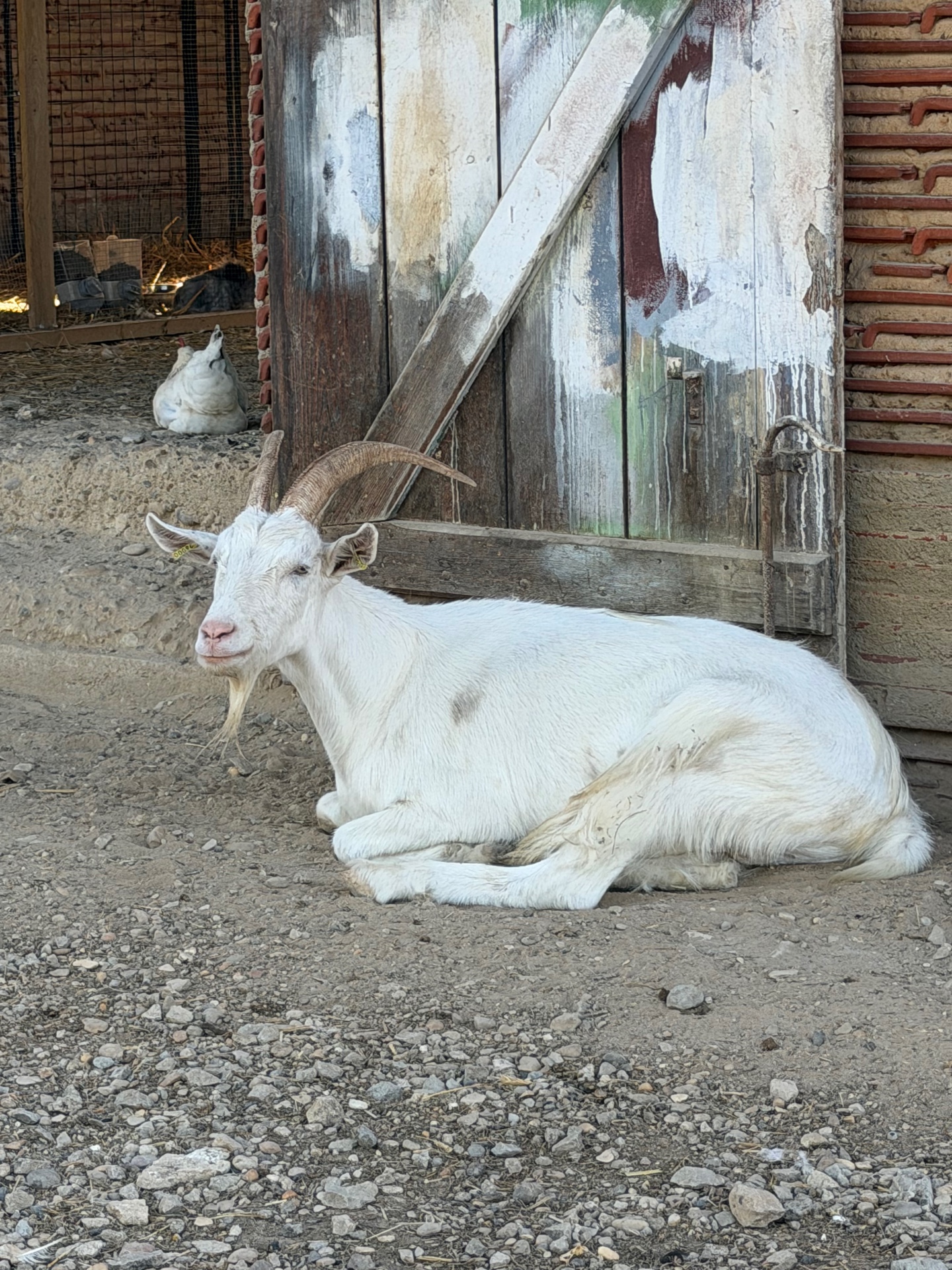 Bibi, chèvre blanche de la ferme Pattes & Plumes, couchée devant la chèvrerie