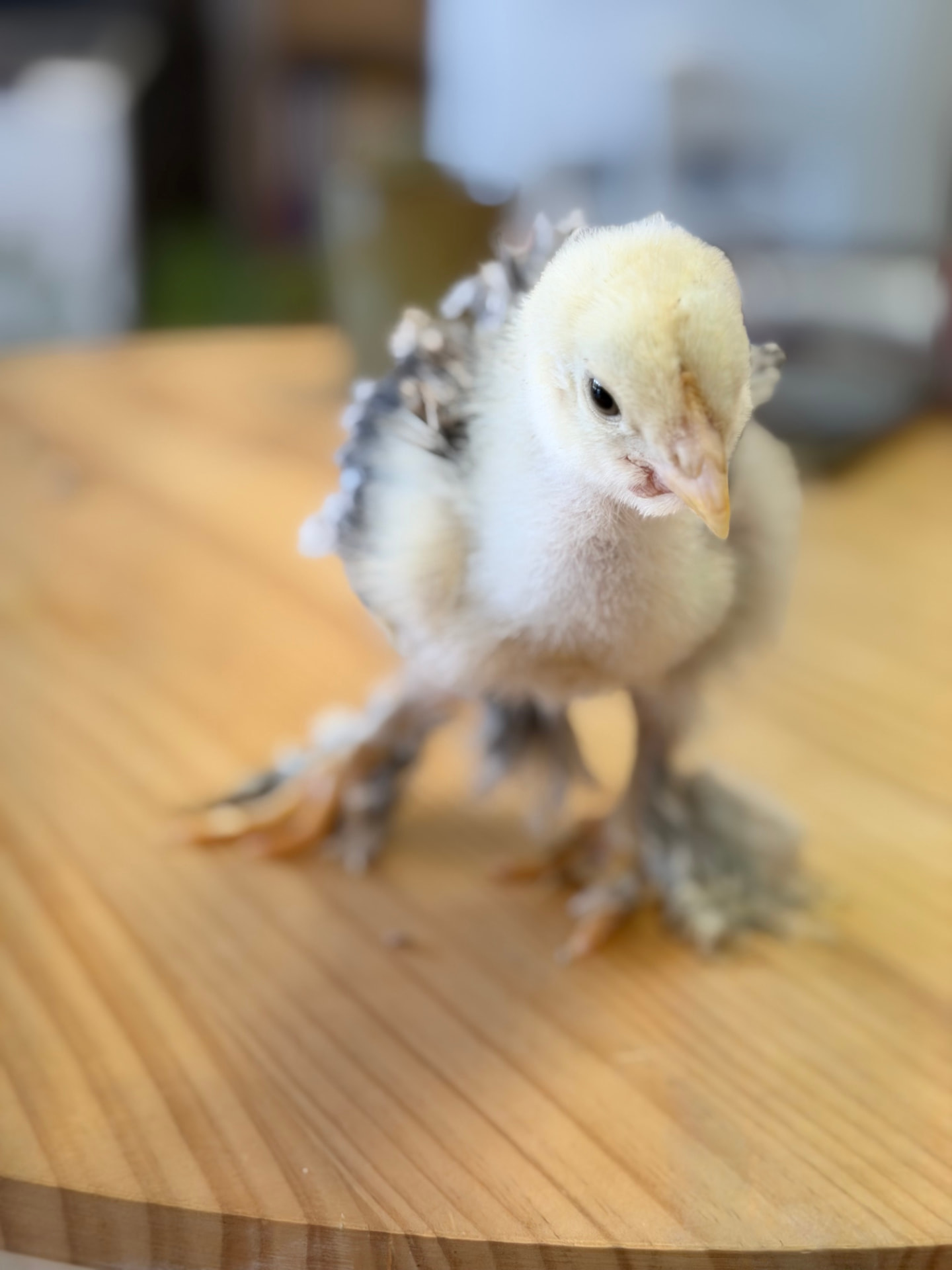 Poussin clair aux ailes mouchetées et aux pattes emplumées
