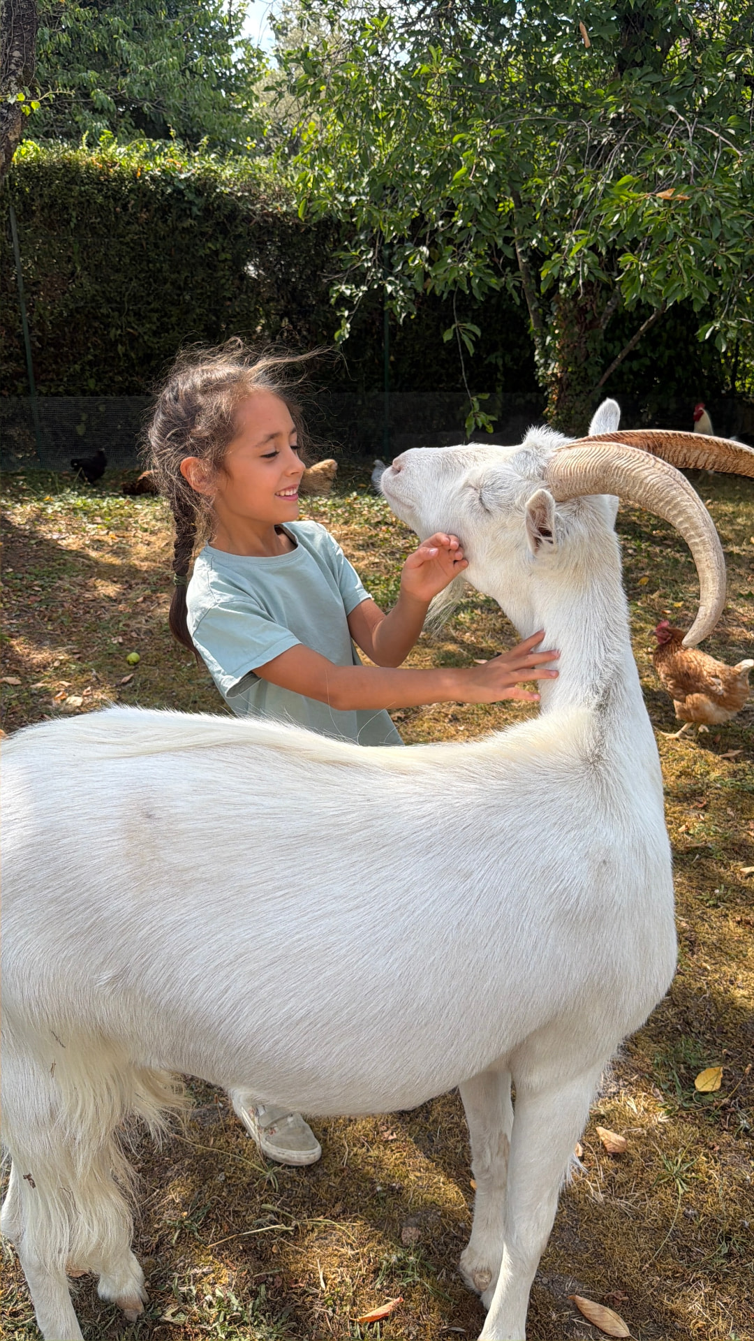 Chèvre naine se laissant câliner à la ferme Pattes & Plumes