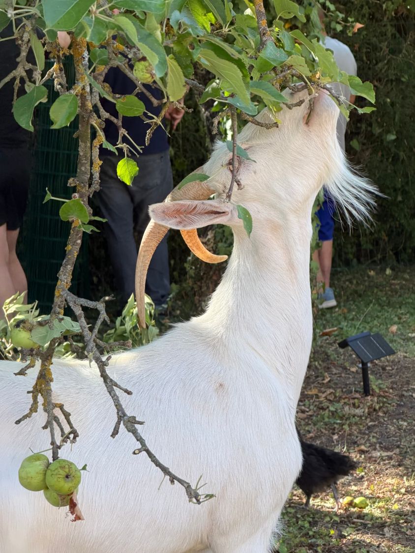 Bibi au pommier, Gourmande en pleine cueillette — ferme thérapeutique Pattes & Plumes