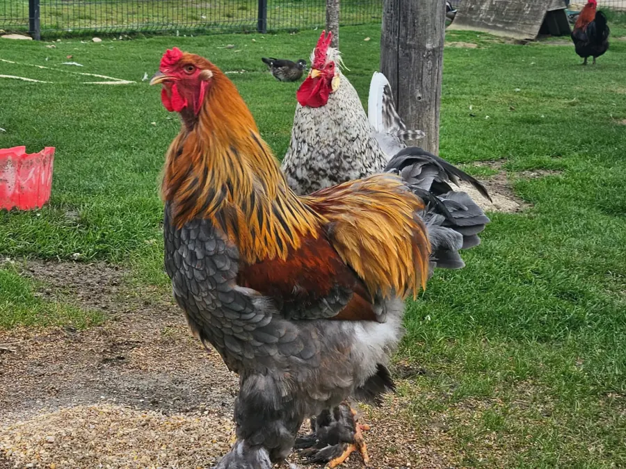 César, le coq Brahma arrivé à la ferme