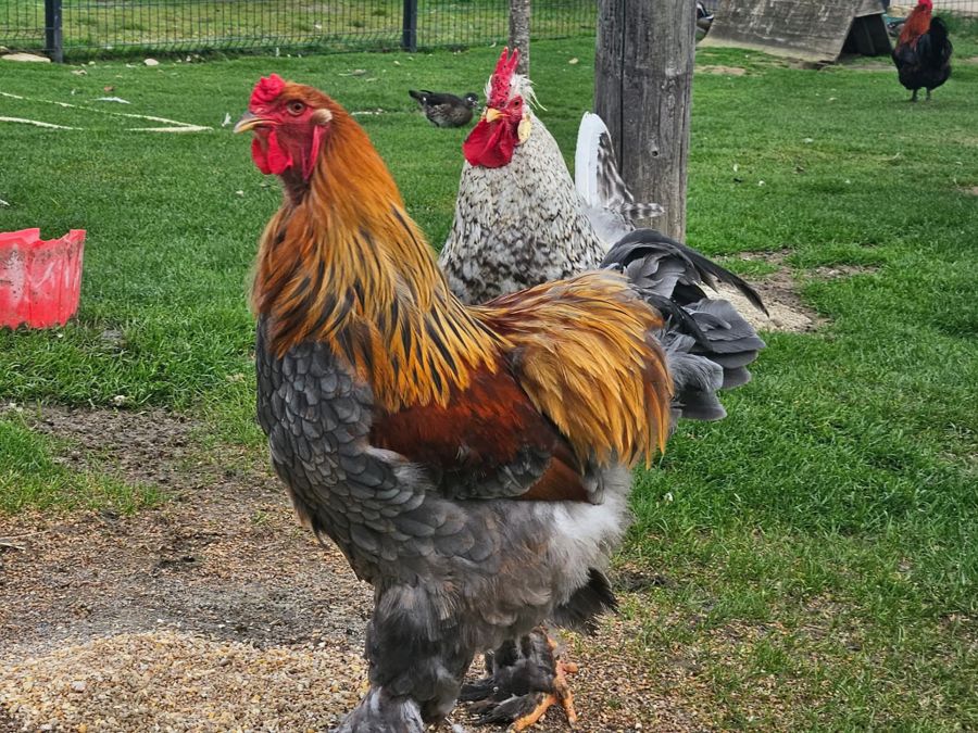 César, coq Brahma nouvellement arrivé à la ferme thérapeutique Pattes & Plumes à Saint-Germain-du-Plain, en Bourgogne
