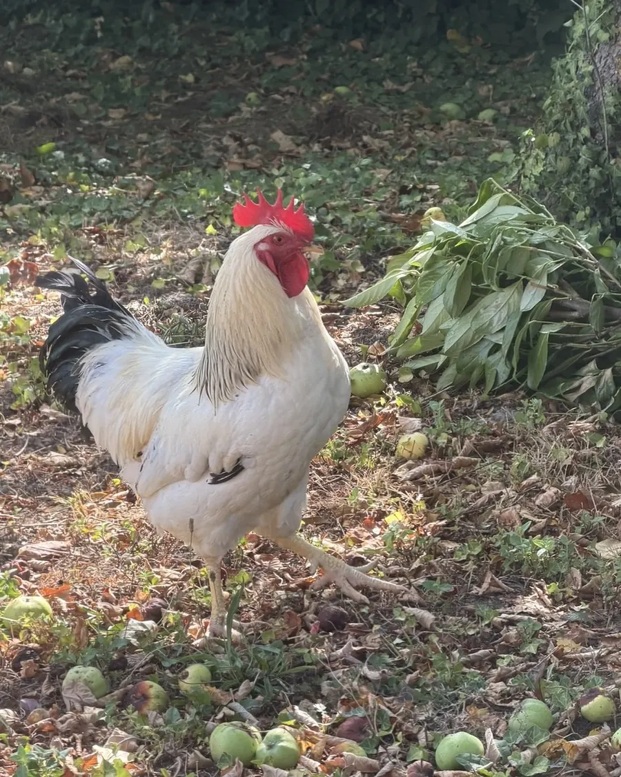 Marcel, le coq blanc de la ferme, dans le verger