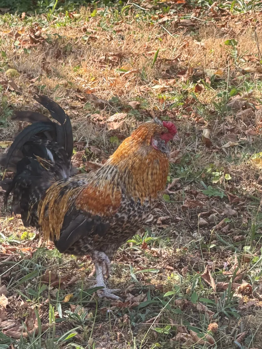 Napoléon, le coq nain doré et noir de la ferme