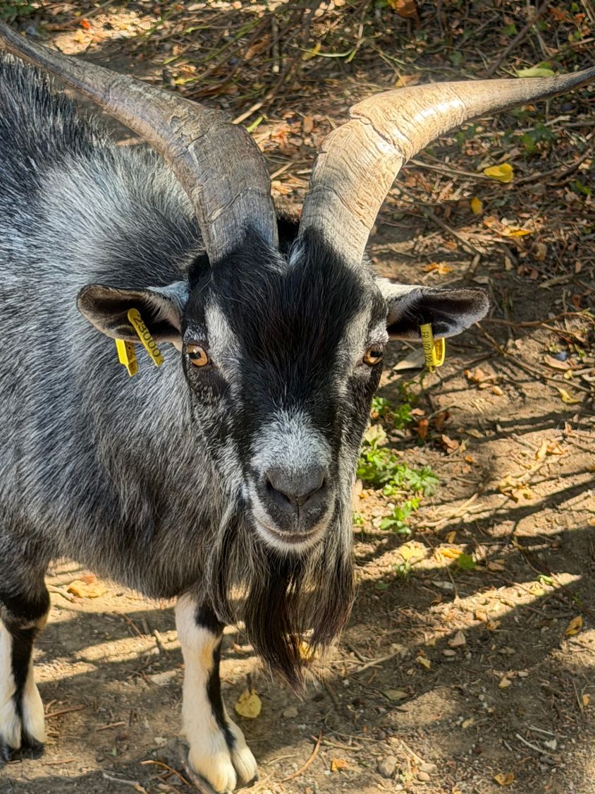 Ulyss, Bouc des fossés · le chef de bande — ferme thérapeutique Pattes & Plumes